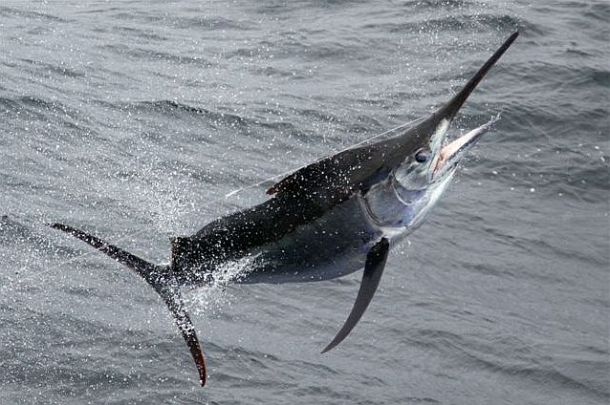 Wild weather & marlin aplenty as 2012 Interclub winds up